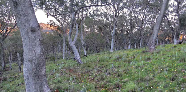 Jewels in the Landscape